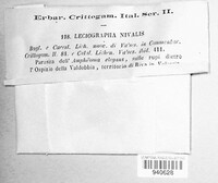 Leciographa nivalis image
